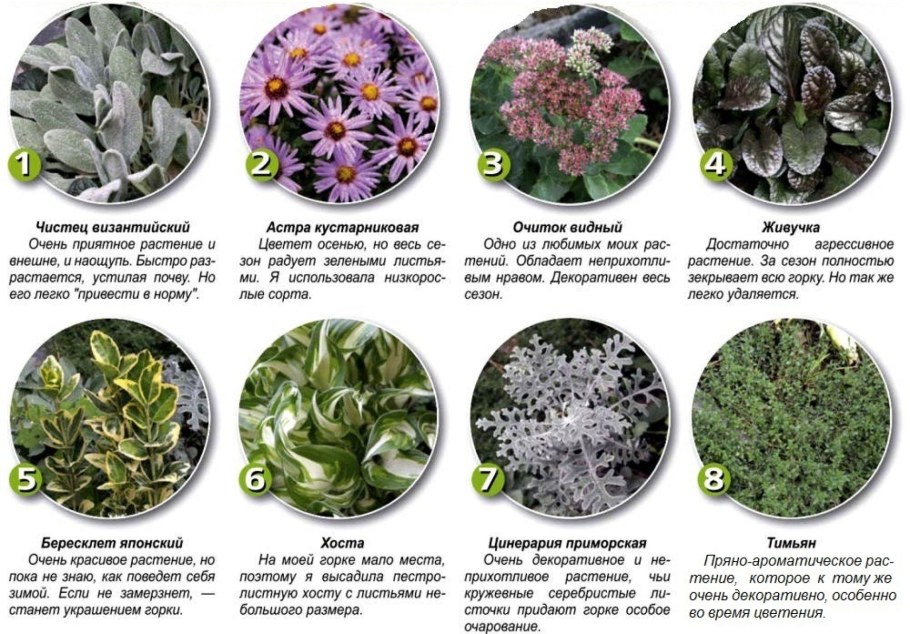 Растения для альпийской горки названия