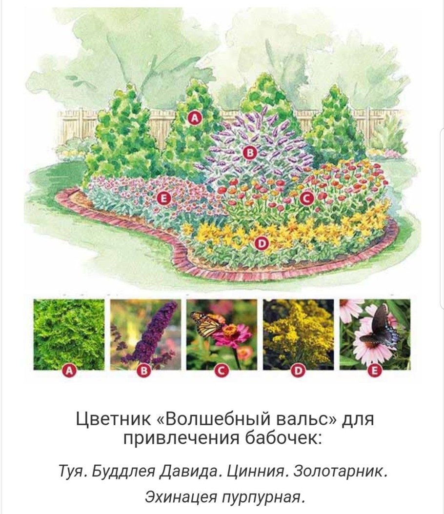 Схема миксбордера непрерывного цветения