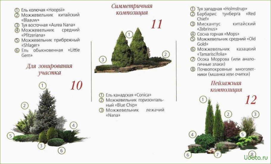 Схема посадки миксбордера с хвойными