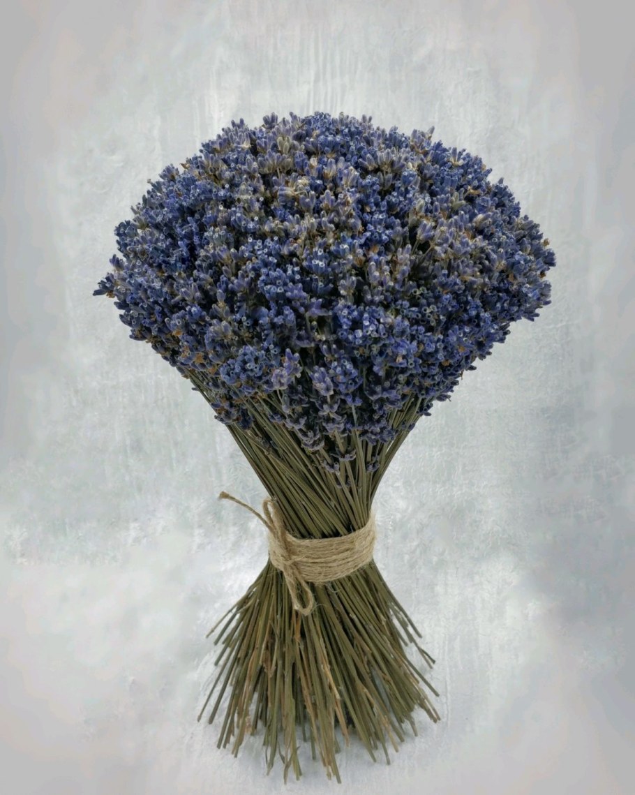 Лаванда сухоцвет фото