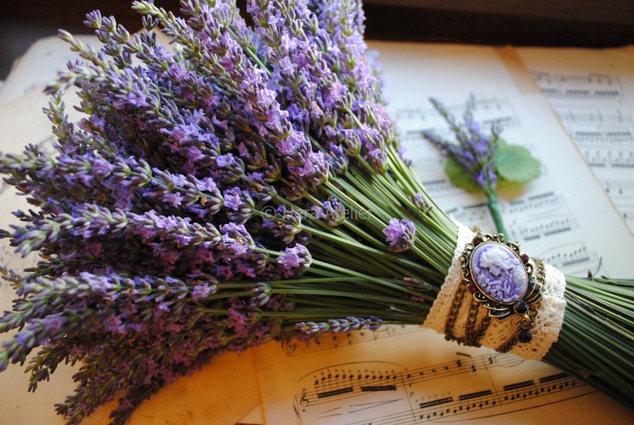 Лавандовый Прованс OLANTA