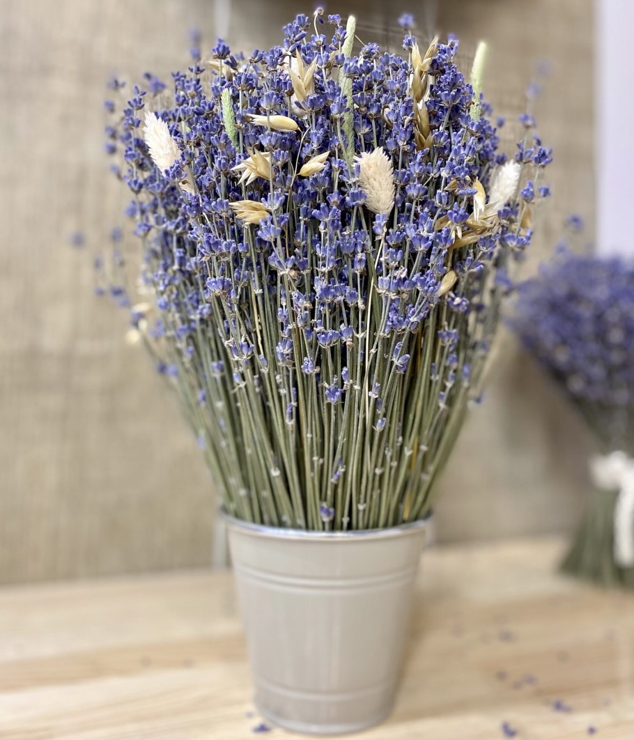 Флум сухоцвет