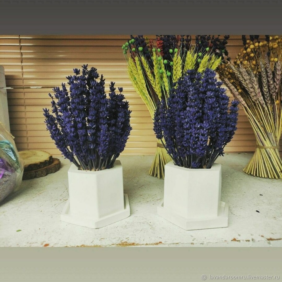 Лаванда стабилизированная