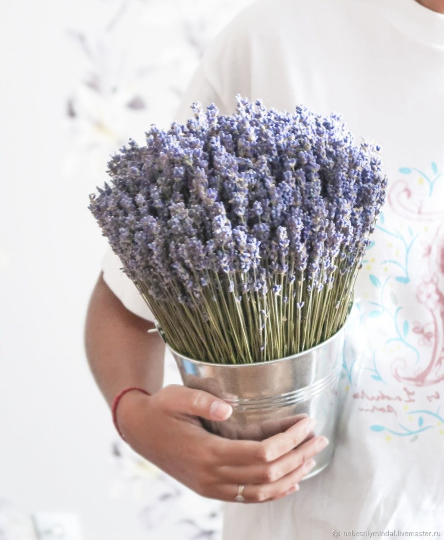 Лаванда французский букет Аэлита