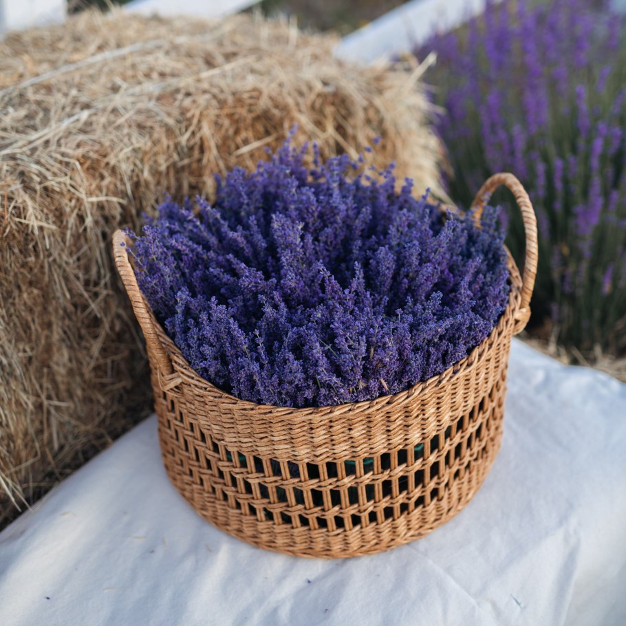 Лаванда в корзине