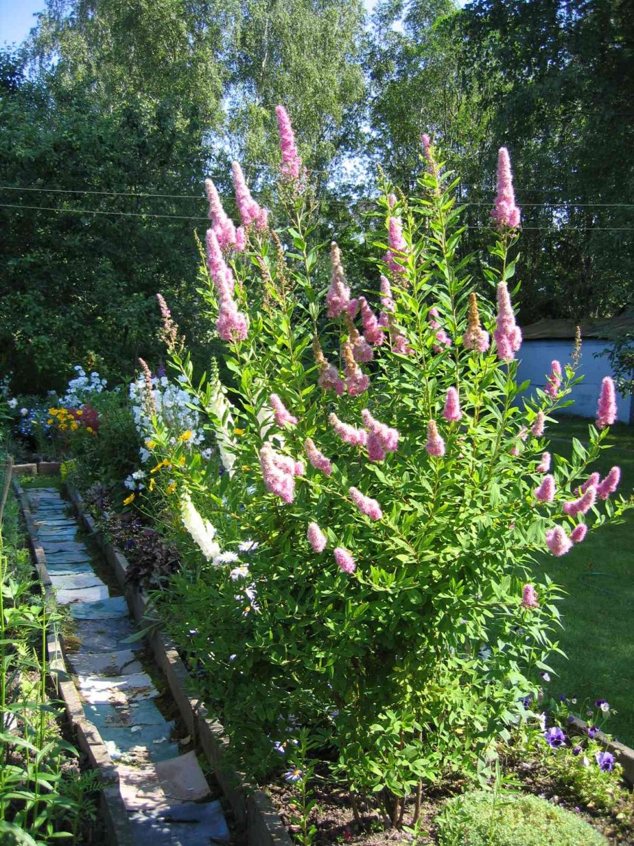 Спирея иволистная