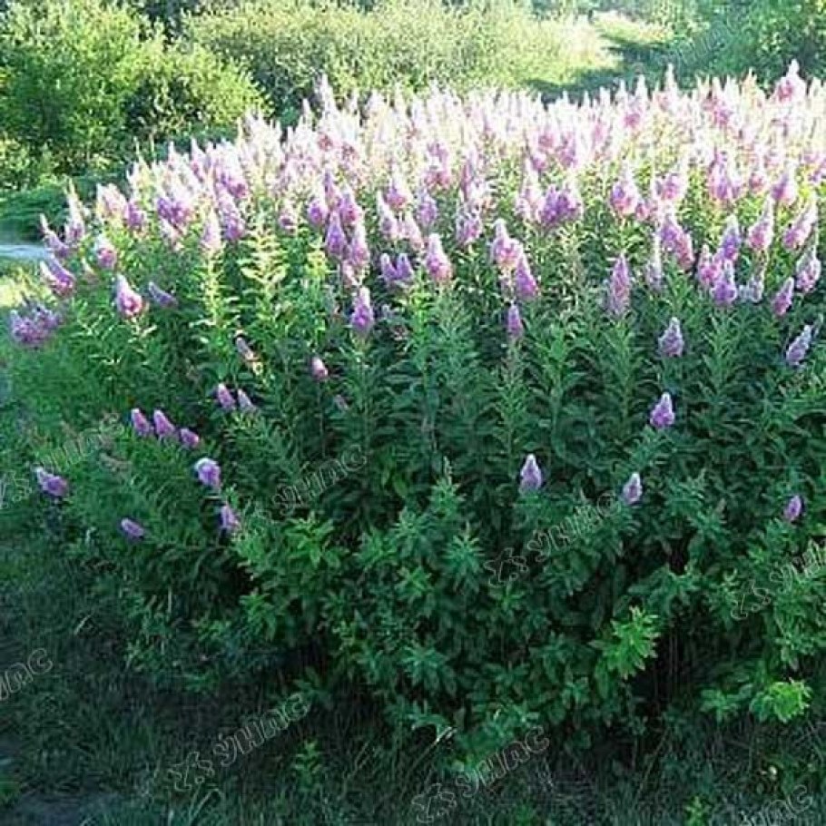 Спирея Билларда Триумфанс