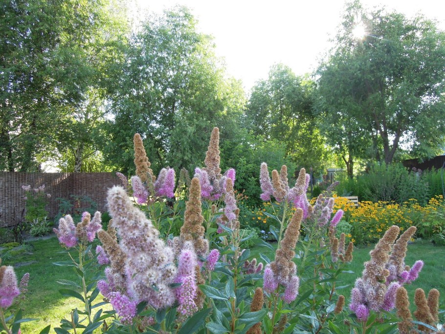 Спирея иволистная Билларда