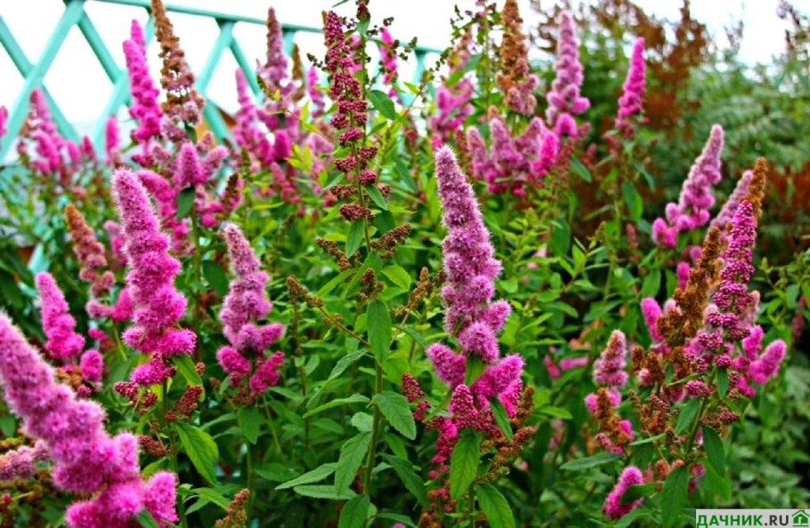 Спирея иволистная