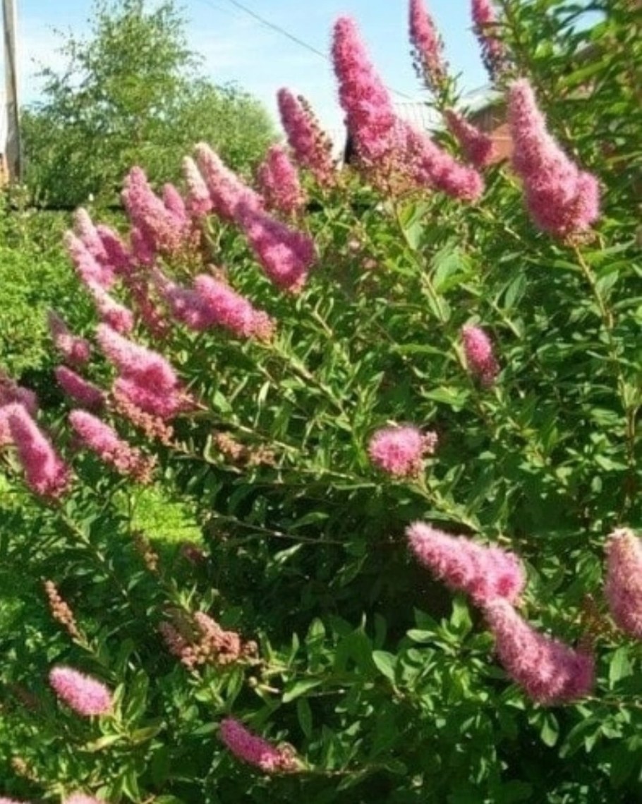 Спирея иволистная