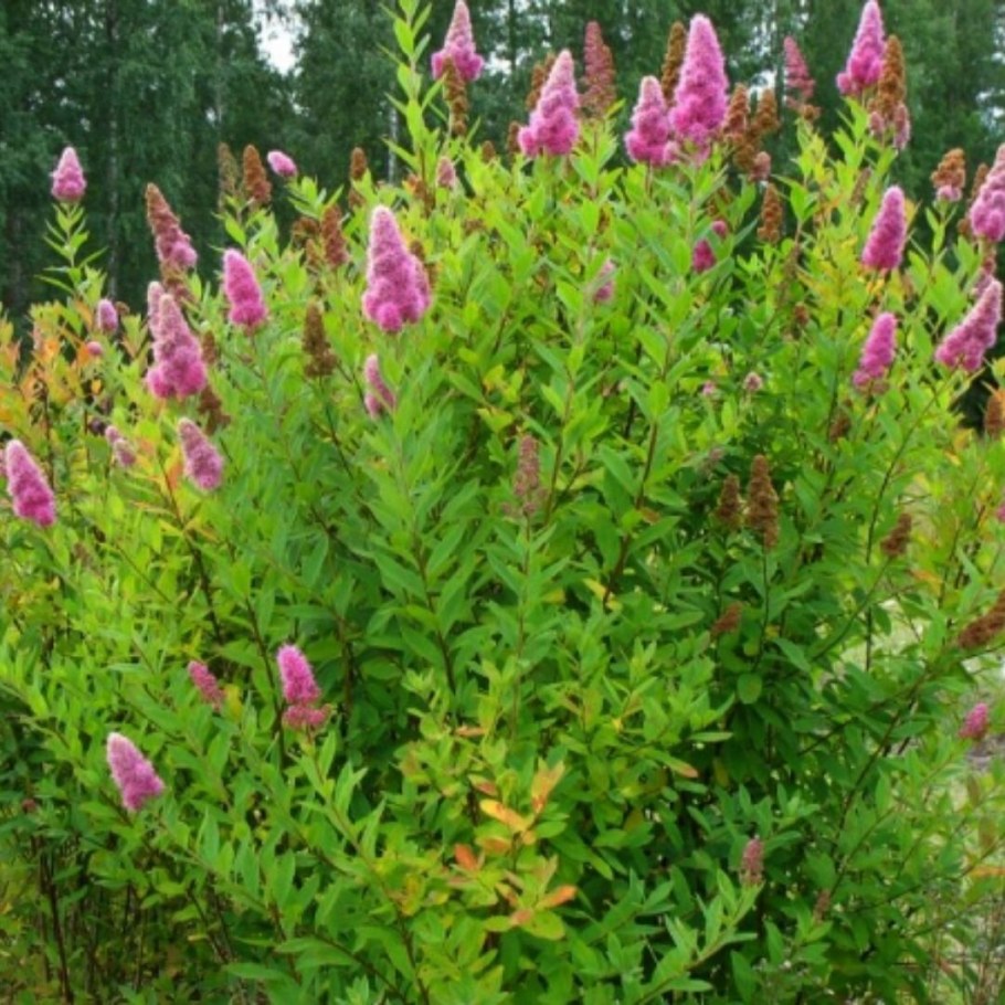 Спирея метельчатая Билларда