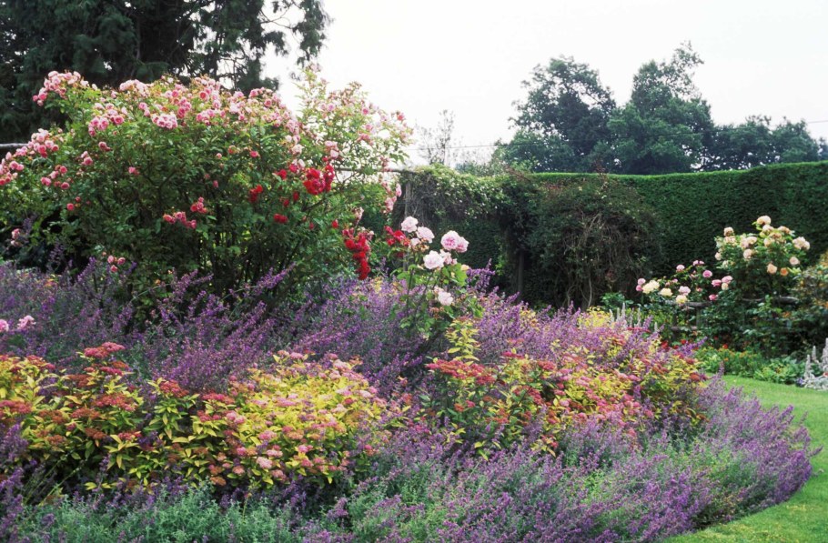 Спирея Билларда в ландшафтном дизайне сада фото