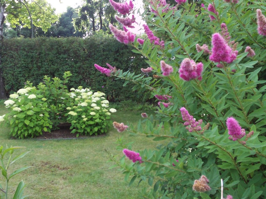 Спирея Билларда р9 1шт (КОЛОРЛАЙН)