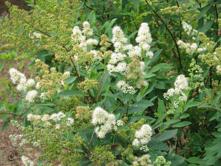 Спирея иволистная