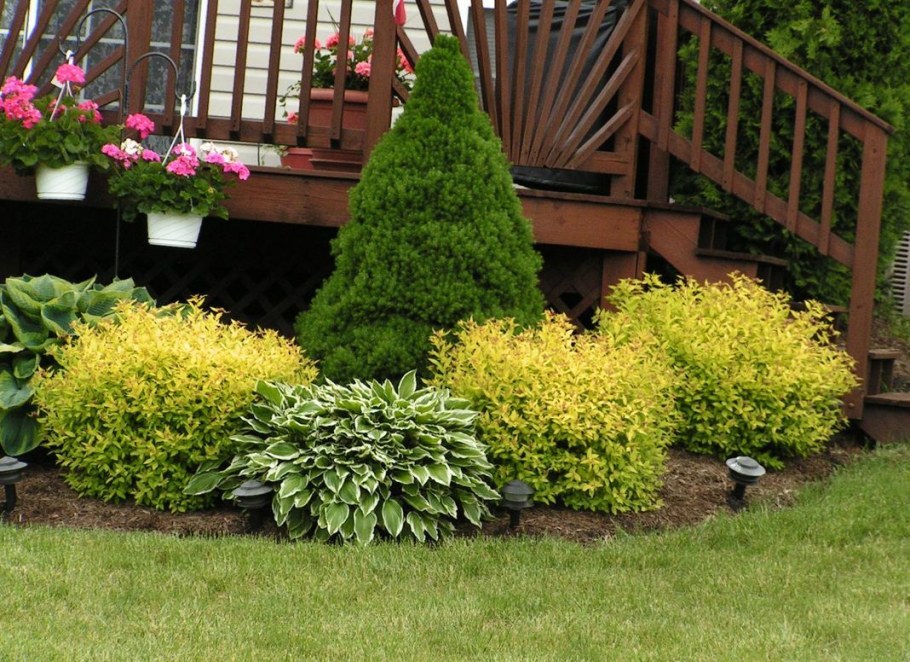 Миксбордер туя Барбарис
