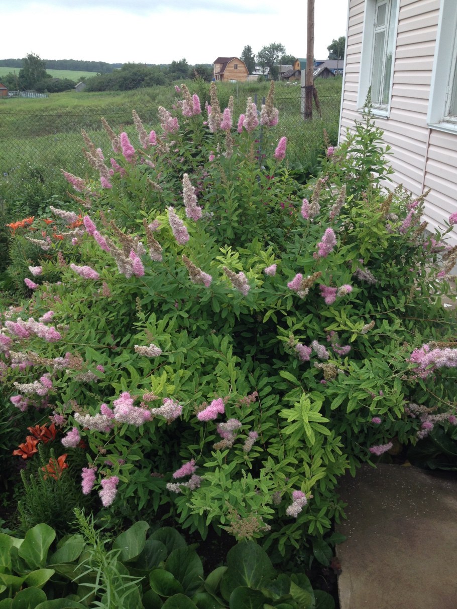 Спирея Билларда Триумфанс