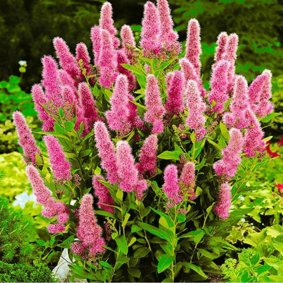 Спирея иволистная