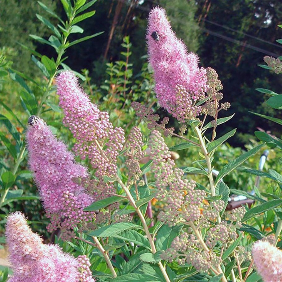 Спирея иволистная розовая