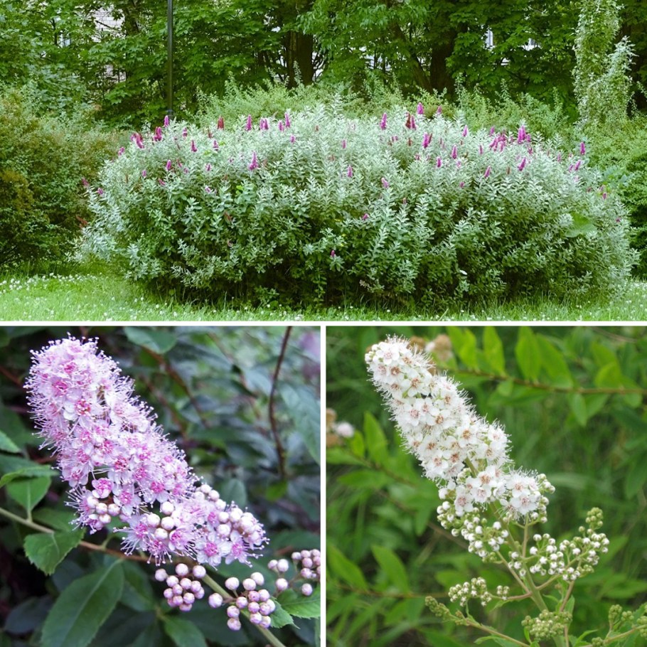 Спирея японская Спарклинг шампань