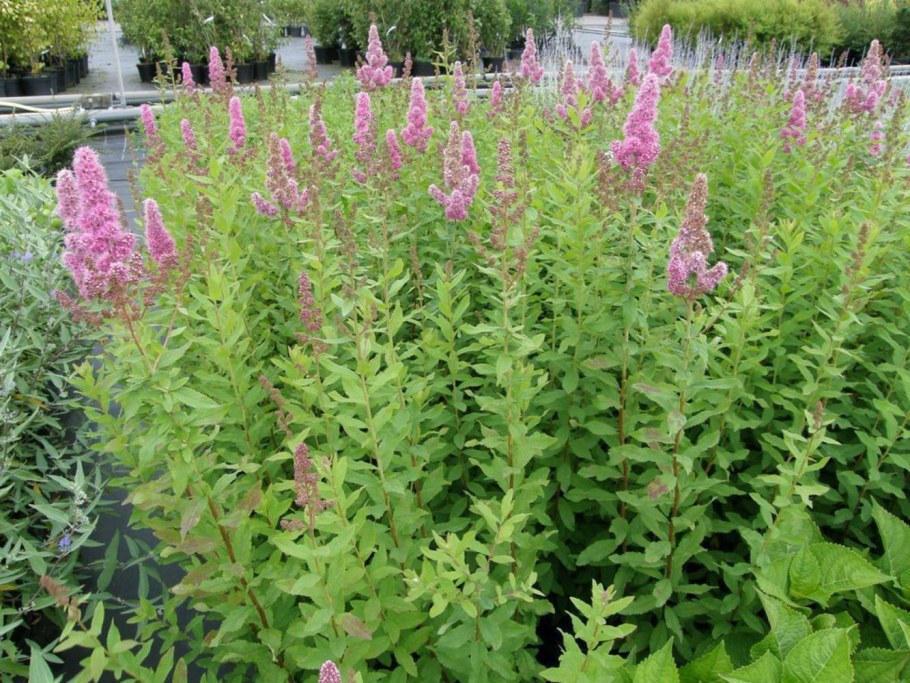 Спирея МЕНЗИЕЗА