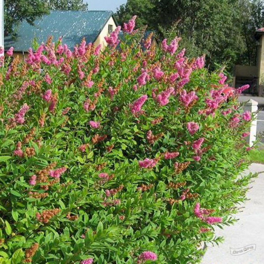 Спирея японская 'Zigeunerblut'
