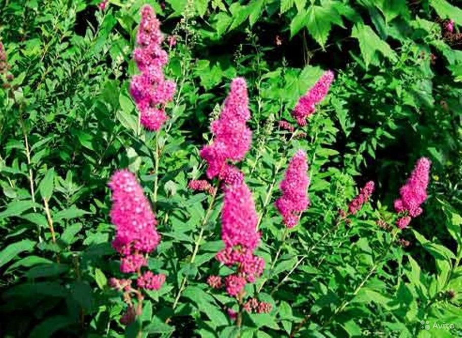 Спирея иволистная Билларда