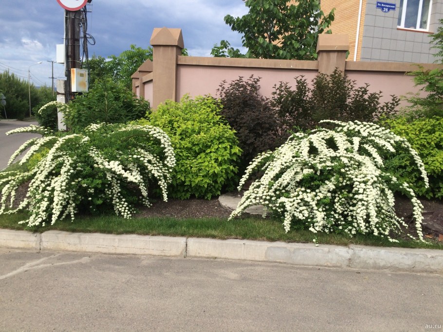 Спирея японская серая Грефшейм
