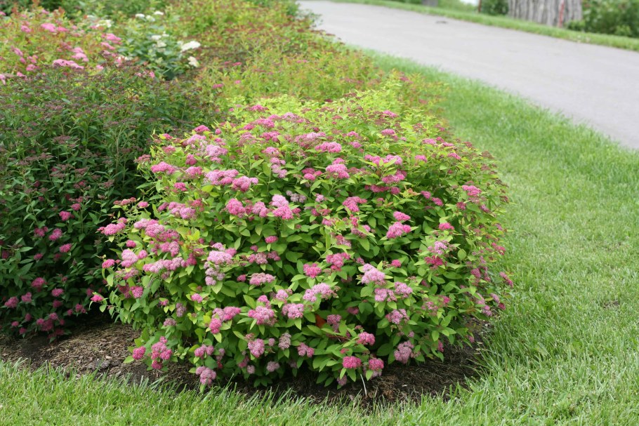 Спирея японская (Spiraea japonica &#96;Froebelii)