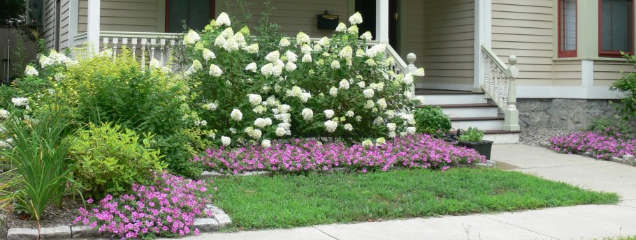 Миксбордер с гортензией метельчатой