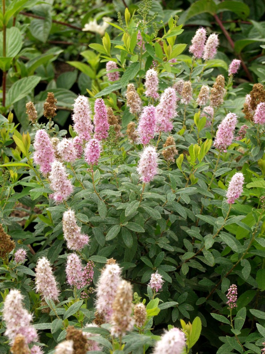 Спирея иволистная Spiraea salicifolia