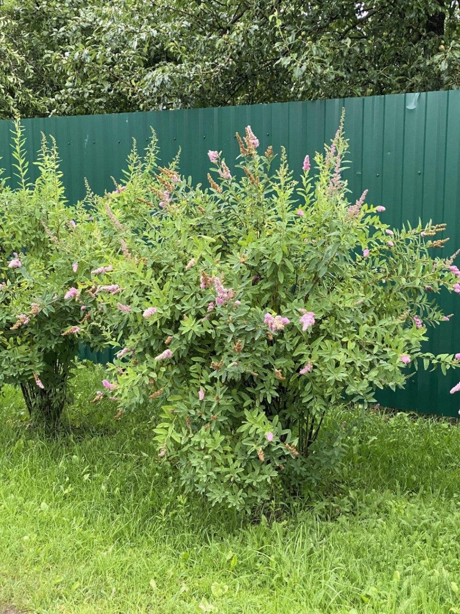 Спирея Билларда Триумфанс