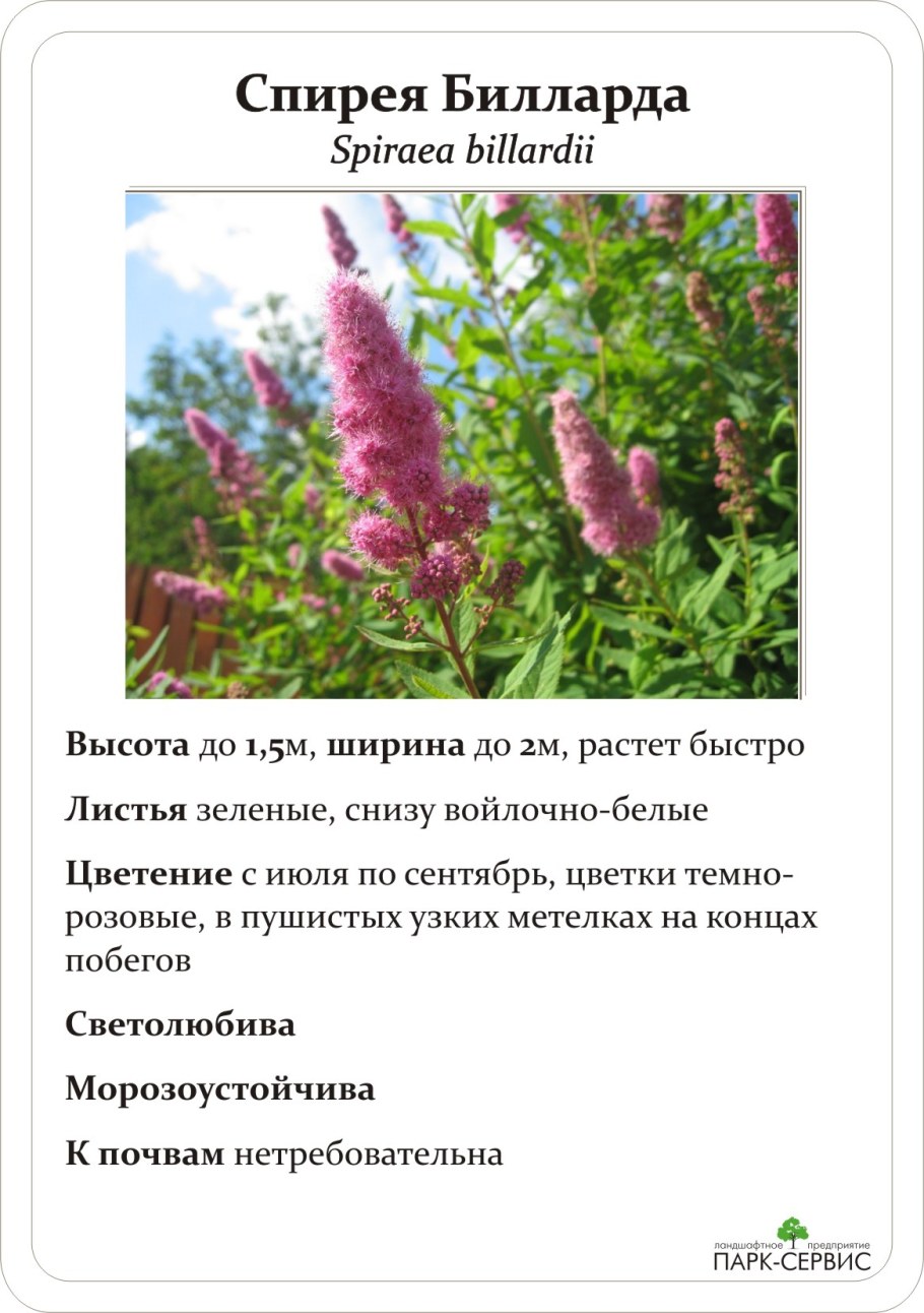 Спирея Дугласа Билларда