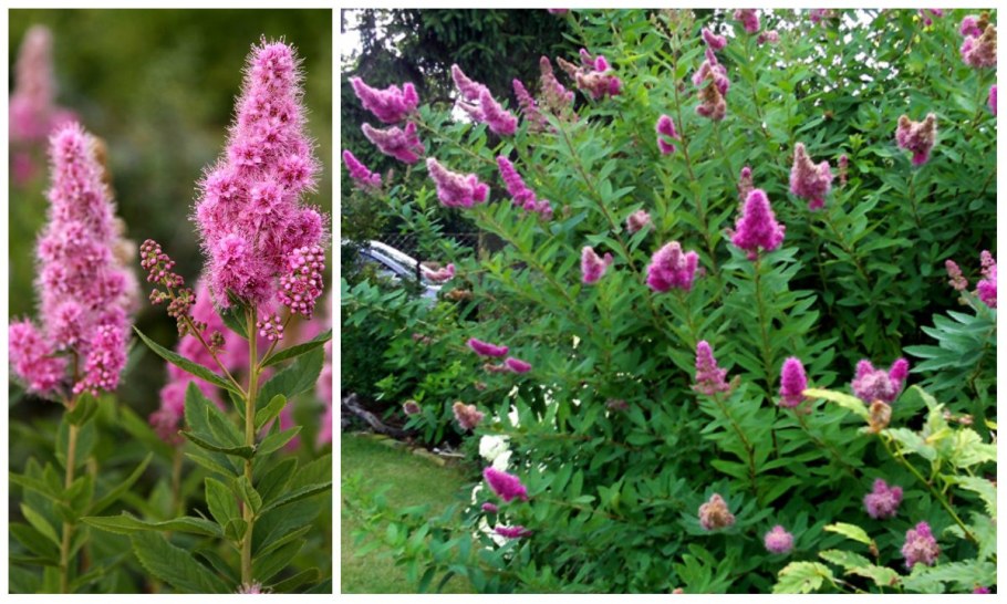 Спирея Билларда Триумфанс