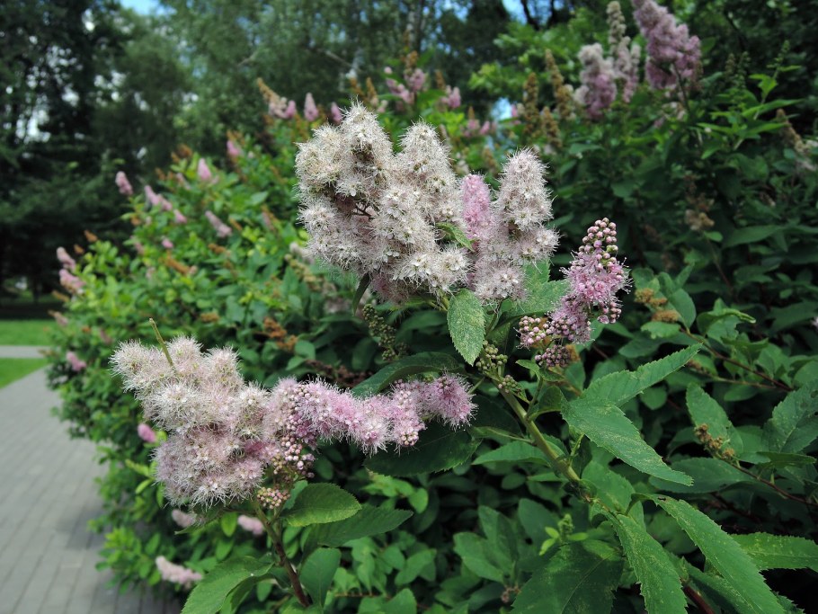 Спирея иволистная