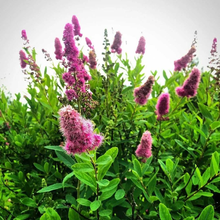 Спирея иволистная Дугласа