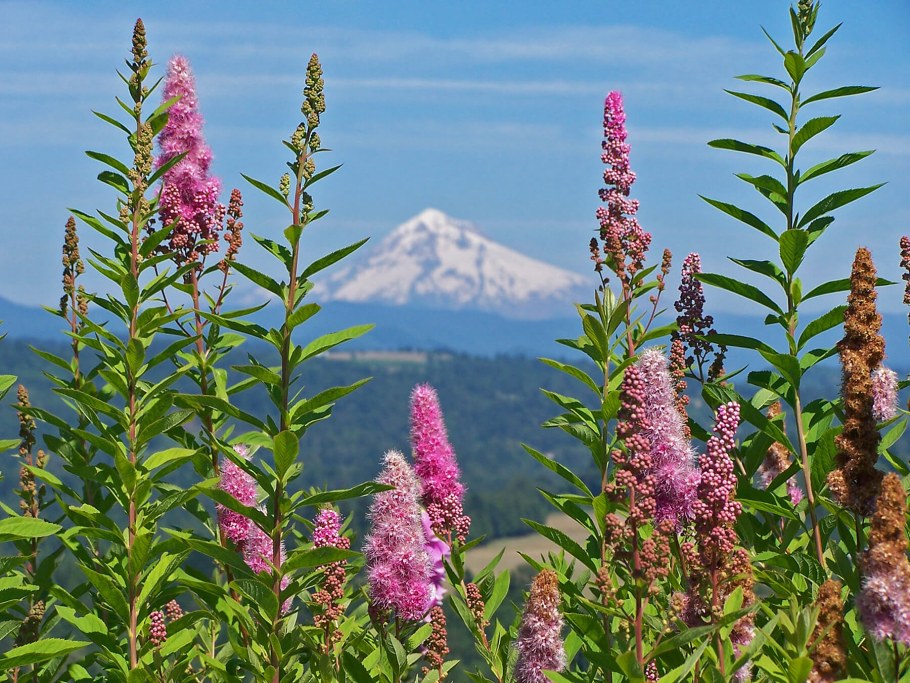 Спирея иволистная Билларда