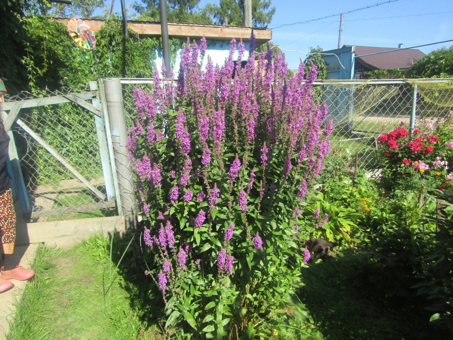 Дербенник иволистный