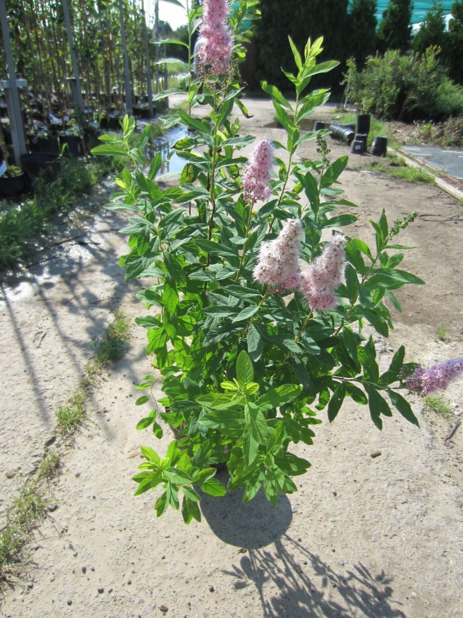 Спирея иволистная Билларда