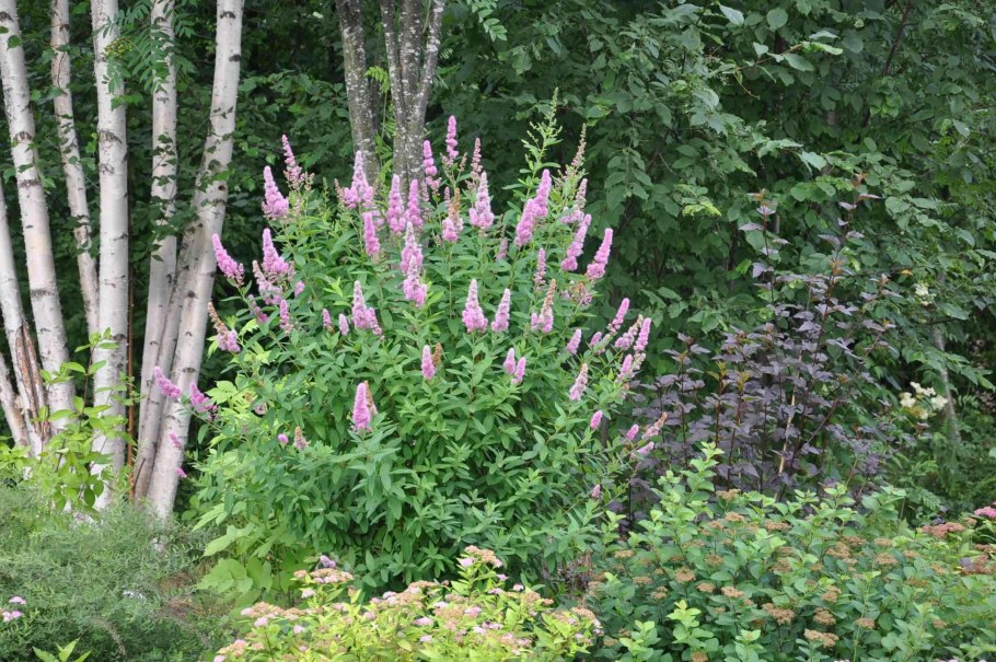 Спирея иволистная Билларда