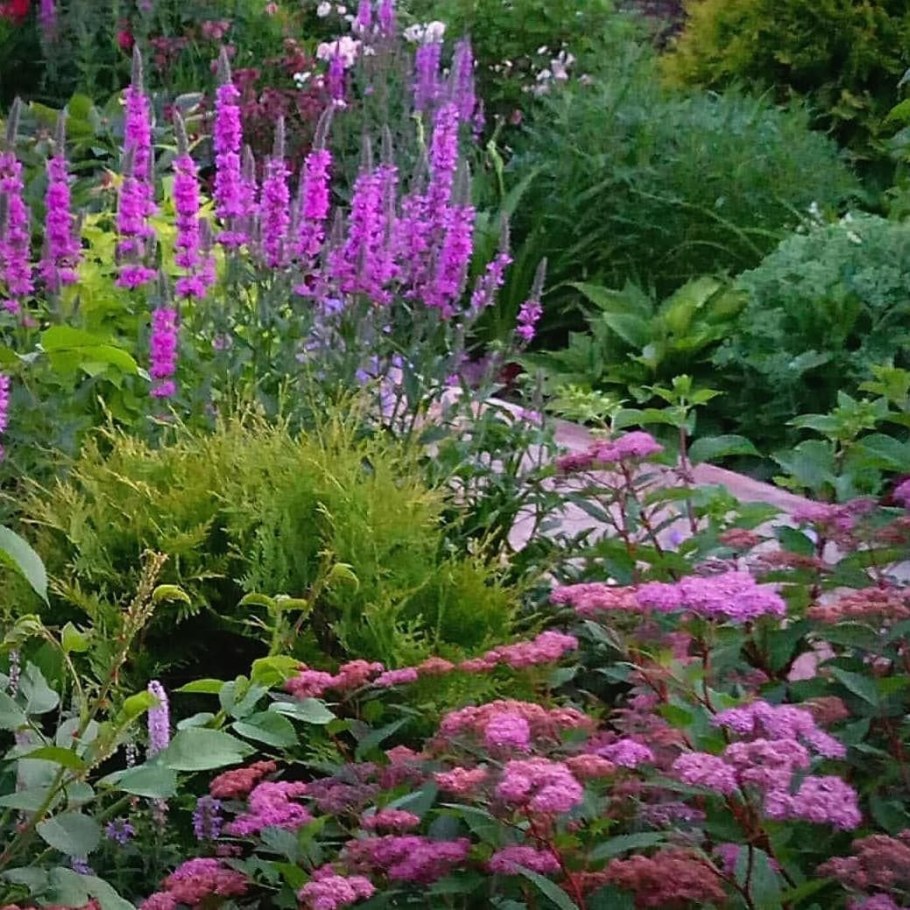 Дербенник иволистный леди Сэквилл