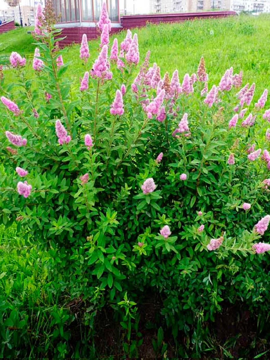 Спирея Дугласа куст