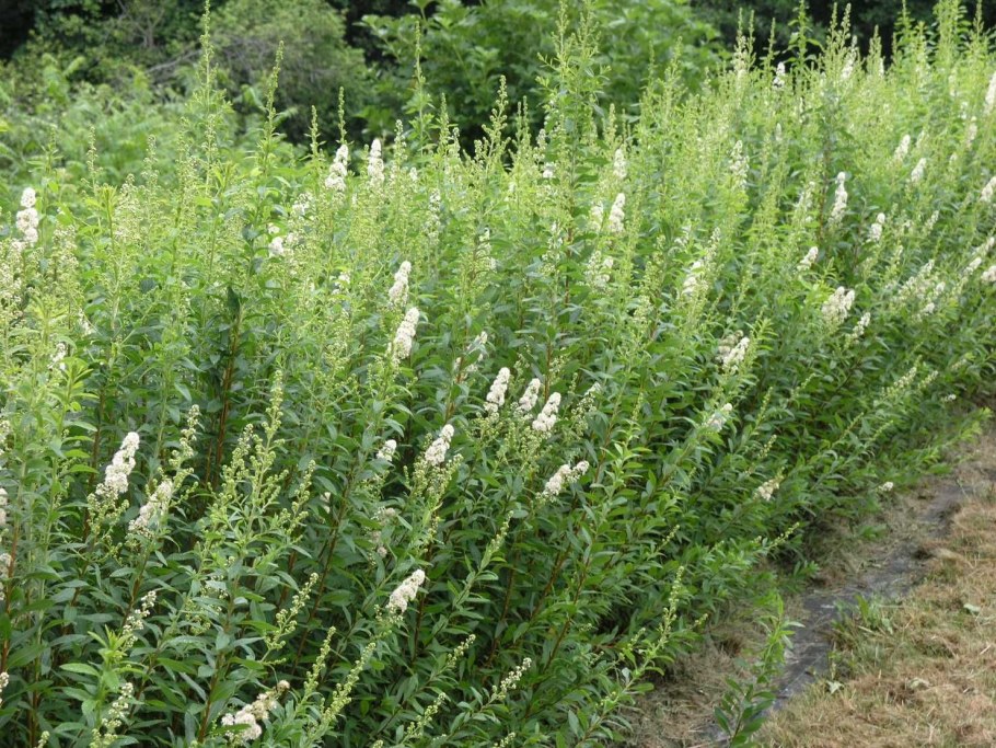 Спирея иволистная Alba