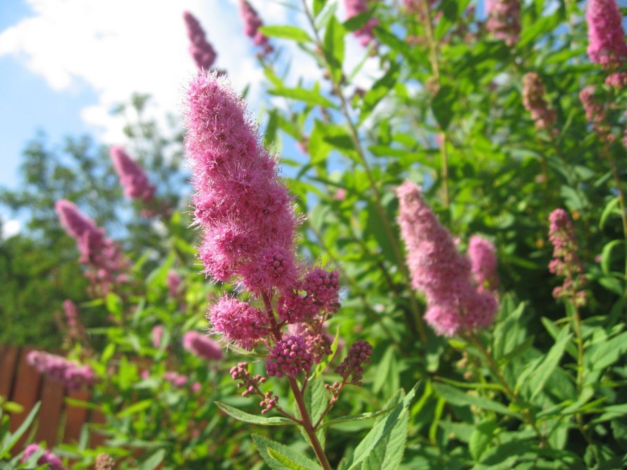 Спирея метельчатая розовая