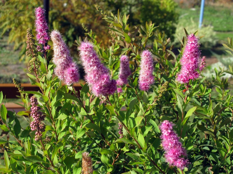 Спирея иволистная