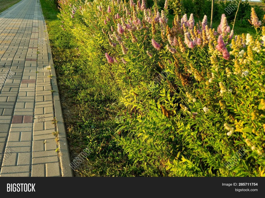 Спирея Дугласа Живая изгородь