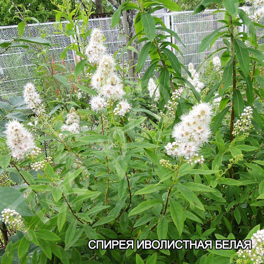 Спирея иволистная Альба