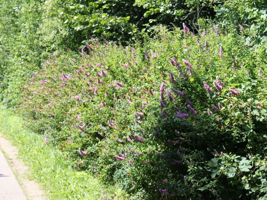 Спирея иволистная