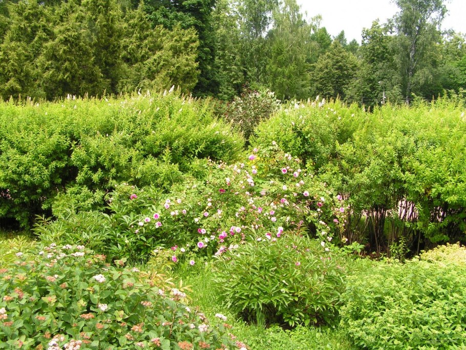 Спирея иволистная Живая изгородь