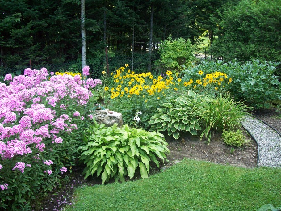 Пиретрум в миксбордере