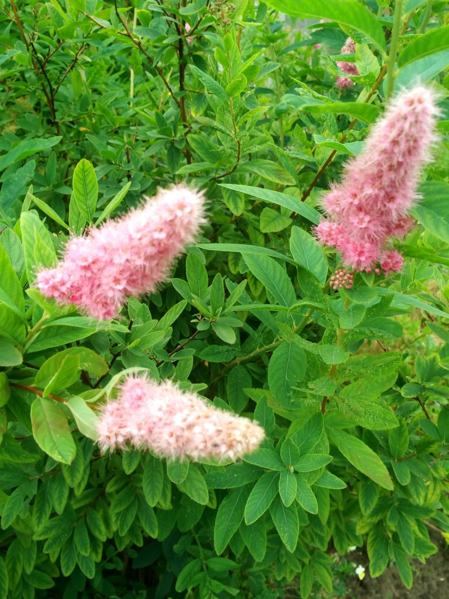 Спирея иволистная Билларда